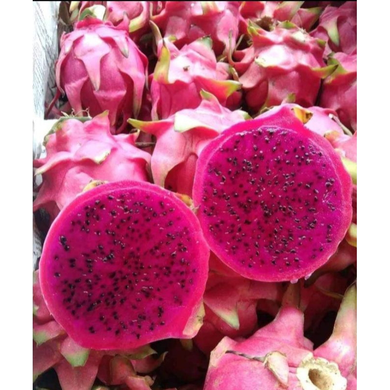 

buah naga merah segar fresh 1 kg