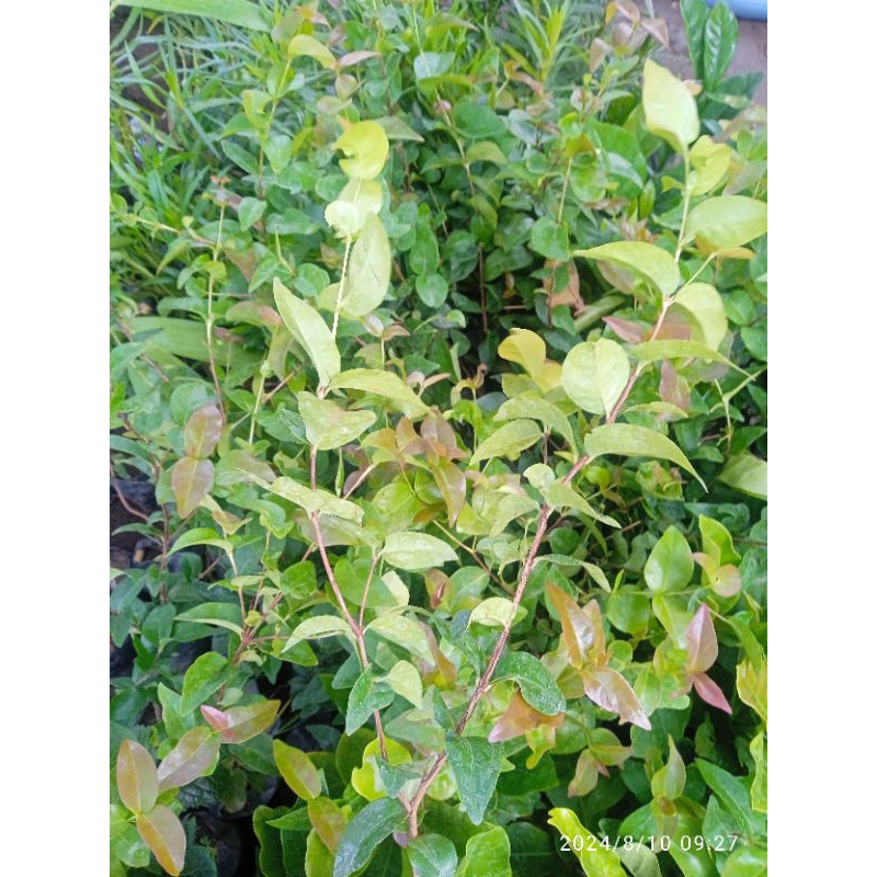 Readi Bibit Dewandaru/Tanaman Dewandaru Fresh