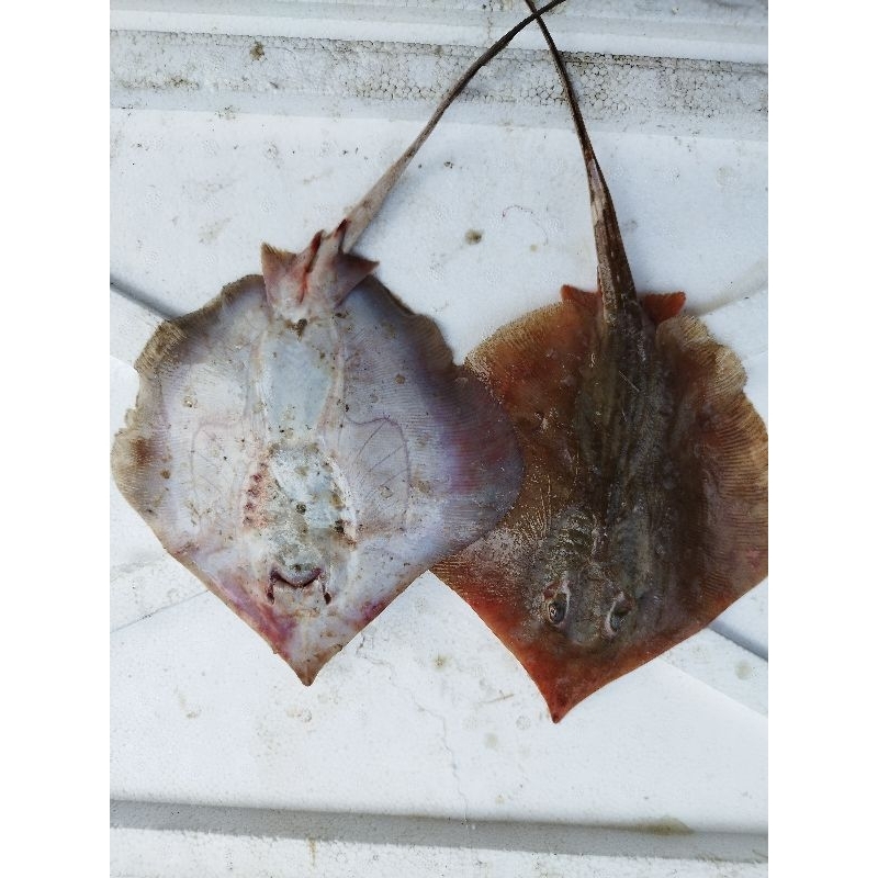 

Ikan fari fresh dan segar 1kg