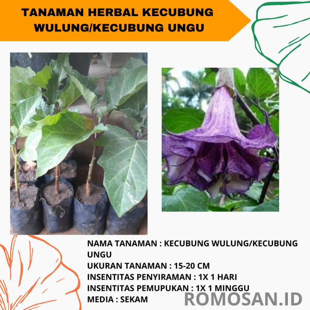 Kecubung Wulung - Tanaman herbal kecubung ungu - Bunga kecobong wulung