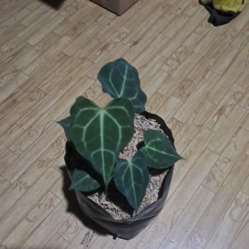 anthurium kuping gajah tarantula - Anthurium clarinervium