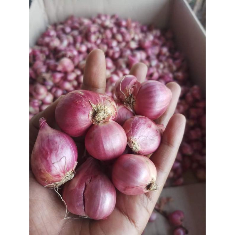 

bawang merah