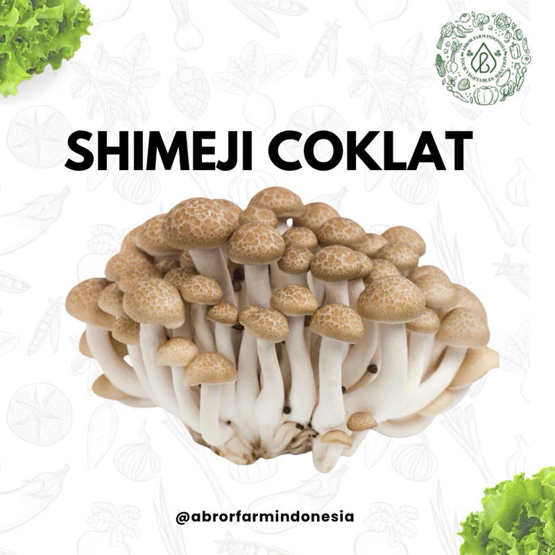 

Jamur Shimeji Coklat