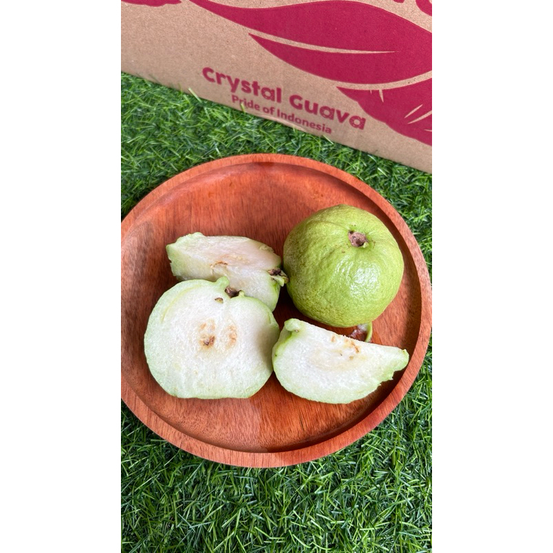 

Jambu Kristal Sunpride | Jambu Mutiara | Crystal Guava