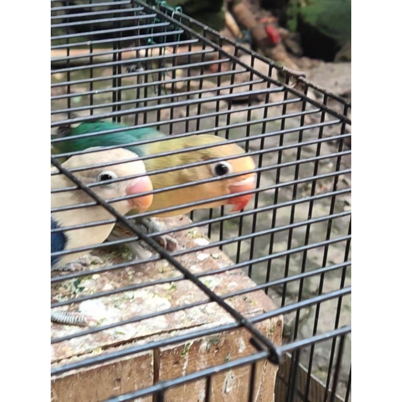 Lovebird Aqua Sepasang