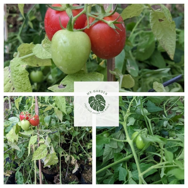tanaman buah tomat f1