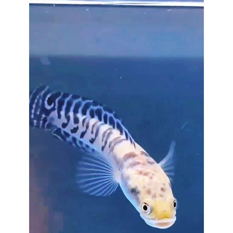 ( COD ) Maru Batik / Ys Batik  uk 10-16 cm