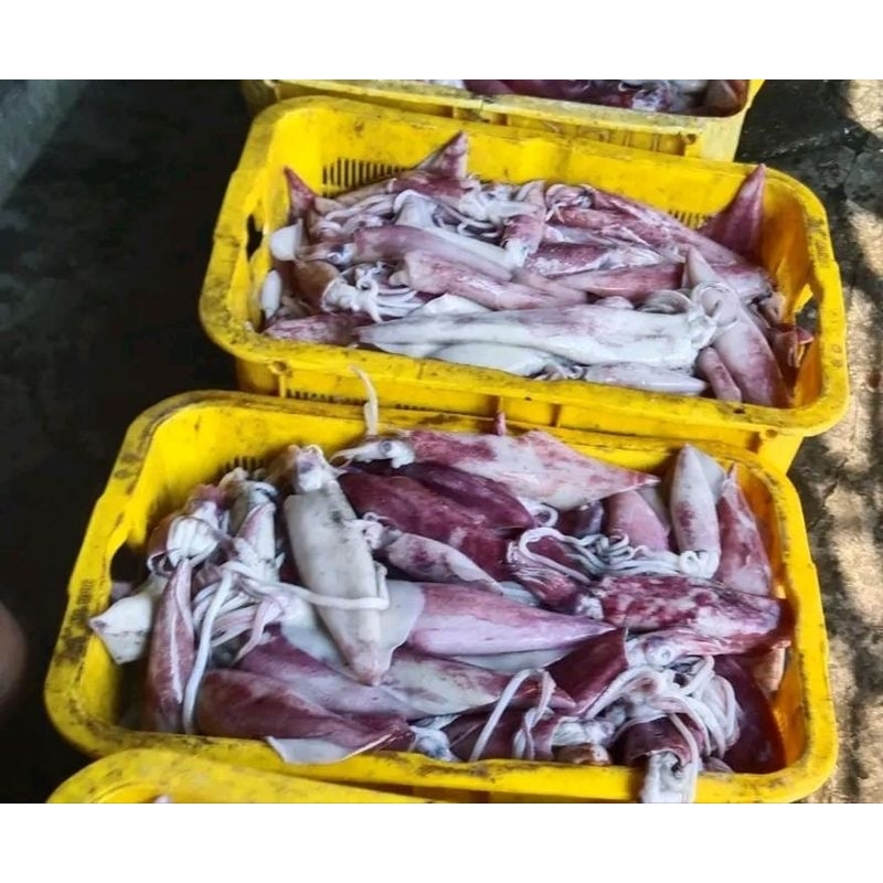 

cumi merah atau cumi sero 500 gram