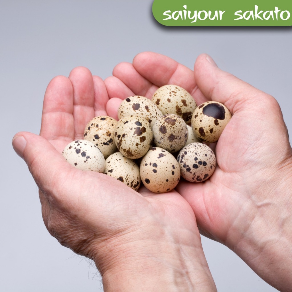 

Telur Puyuh 250 gram - Saiyour Sakato