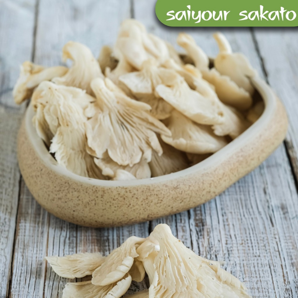 

Jamur Tiram 250 Gram - Saiyour Sakato