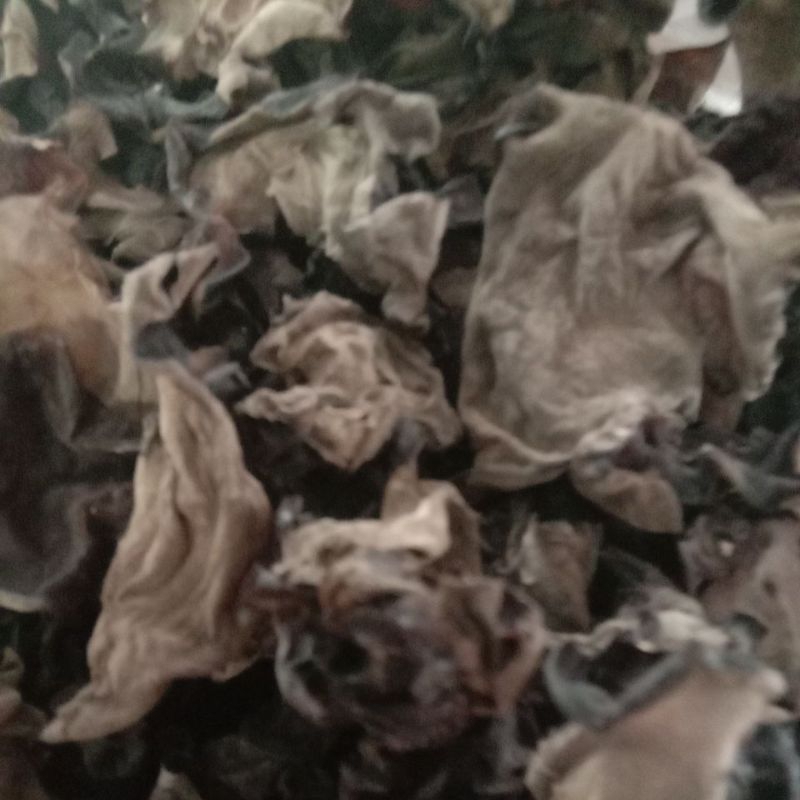 

Jamur kuping / jamur hioko harga per ons