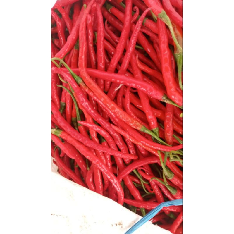 

cabe merah keriting OR (capsicum annuum)