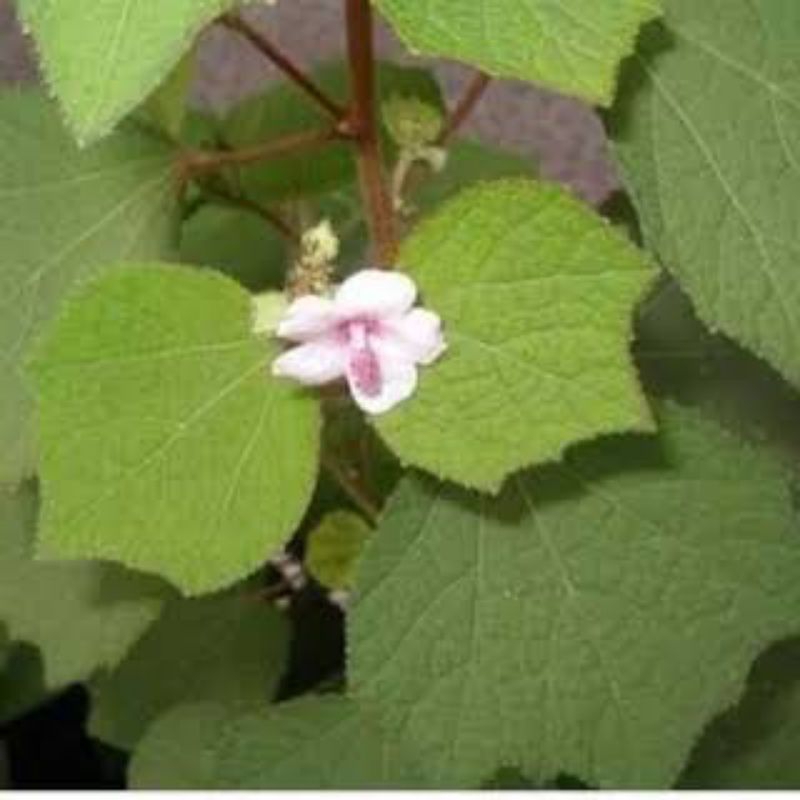 

daun pulutan/pungpurutan/pulutan kebo,legetan,pulutan sapi/1kg