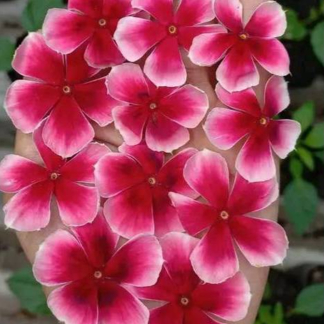 G21 Biji benih vinca nirvana red splash juntai tapak dara sultan jenis gantung fresh seed