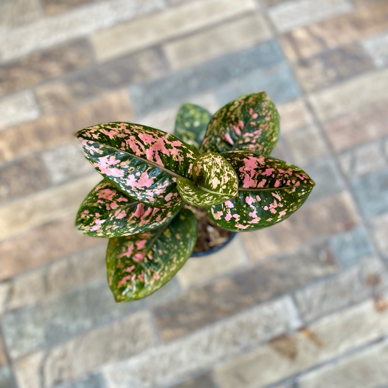 Aglaonema Ruby Compacta
