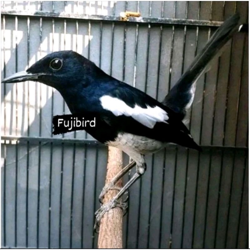 BURUNG KACER JAWA BARAT PILIHAN