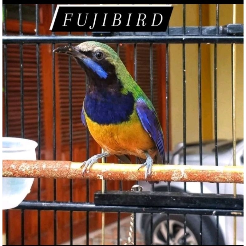 CUCAK CUNGKOK JANTAN BUNYI