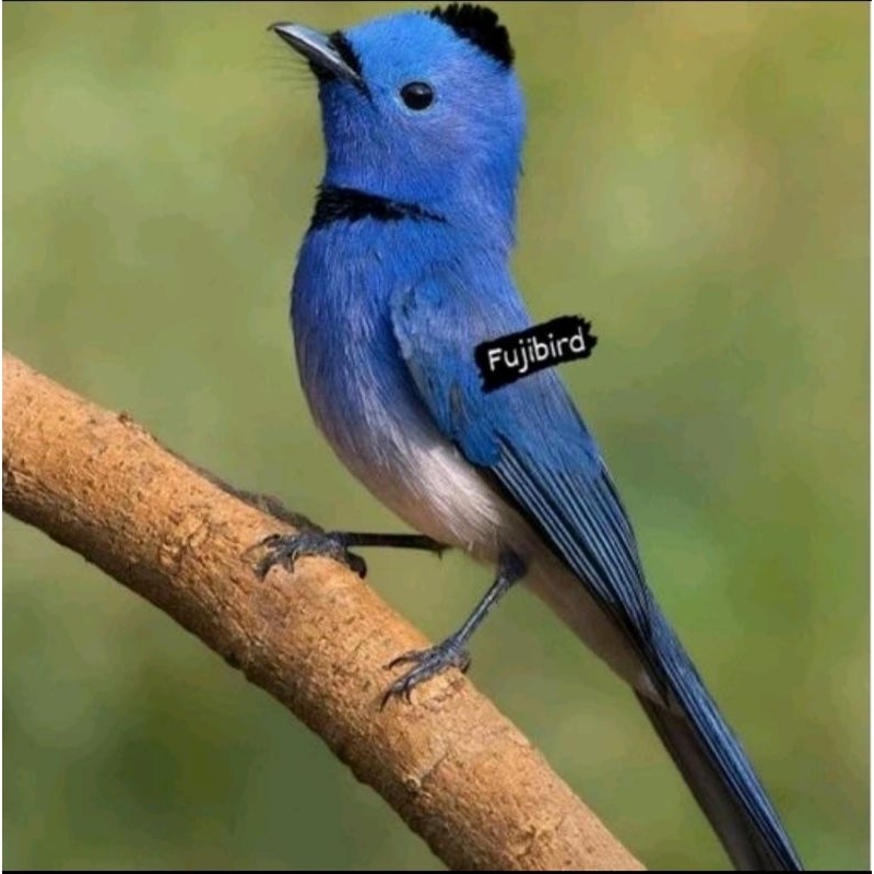 KEHICAP RANTING SELENDANG BIRU JANTAN