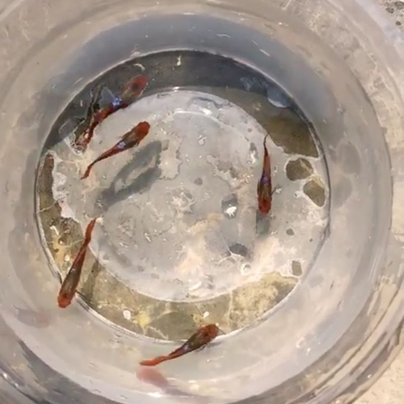 1 Pasang ikann guppy tuxedo koi (packing styrofoam)