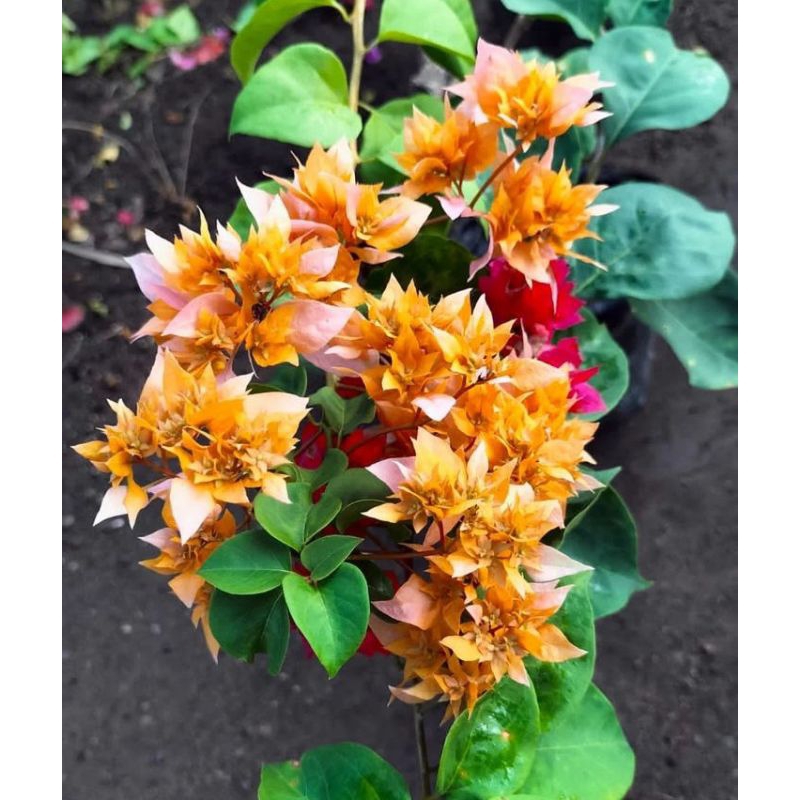 BOUGENVILLE ID HAWAI ORENS ORI