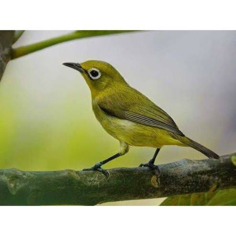 Pleci Dakun Lombok Pilihan Jantan