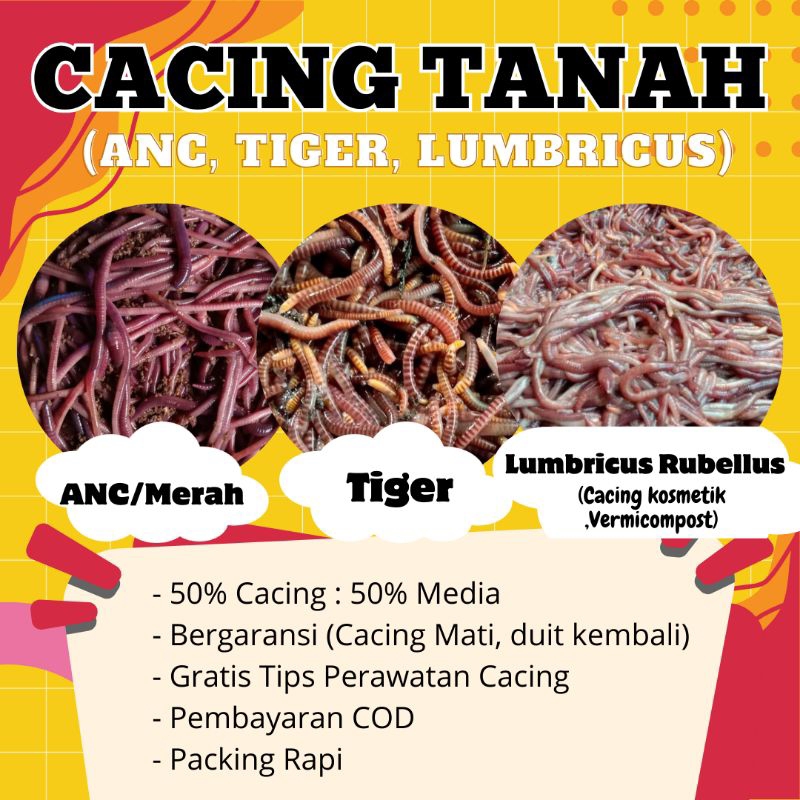 Cacing Tanah LUMBRICUS, ANC, dan TIGER/  Eisenia fetida/ Cacing Tanah ANC/ Cacing Tanah Merah/ Cacin