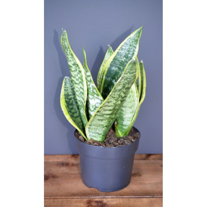 sansevieria futura superba( lidah mertua daun pendek)