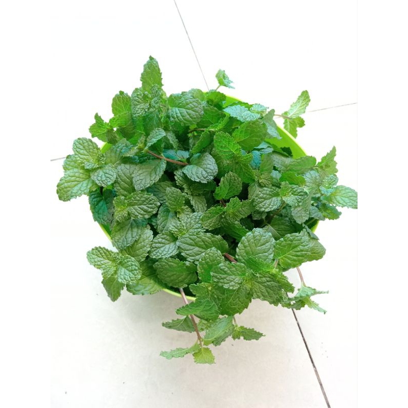 

Daun mint kering/papermint