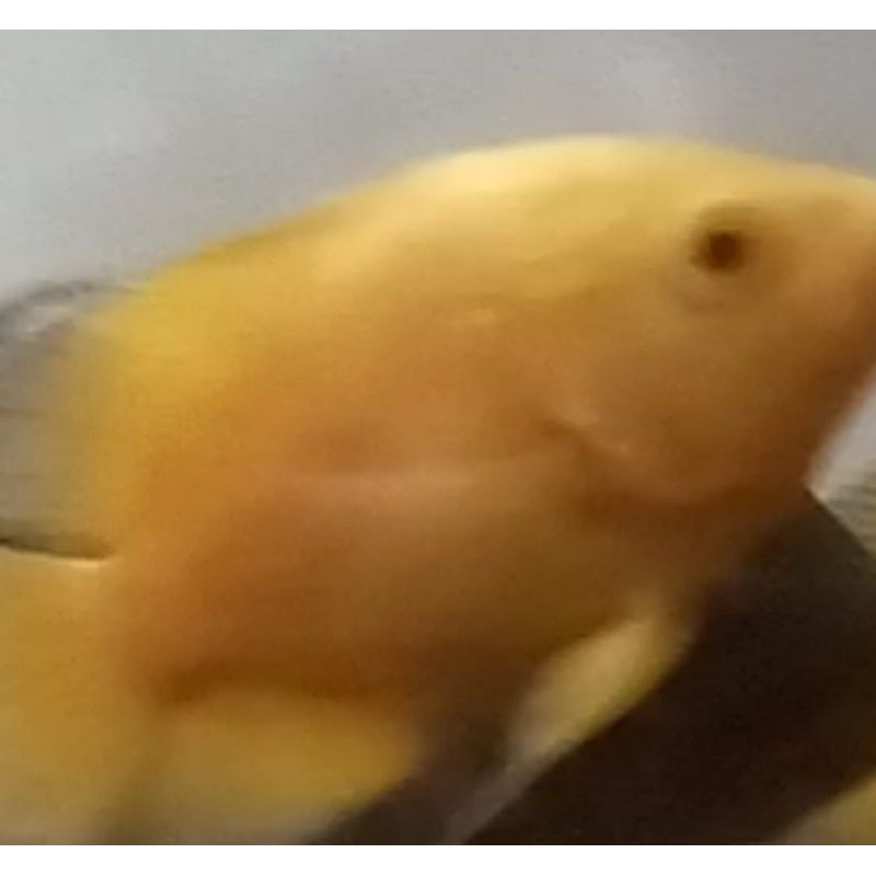 oscar lemon 4 jarian