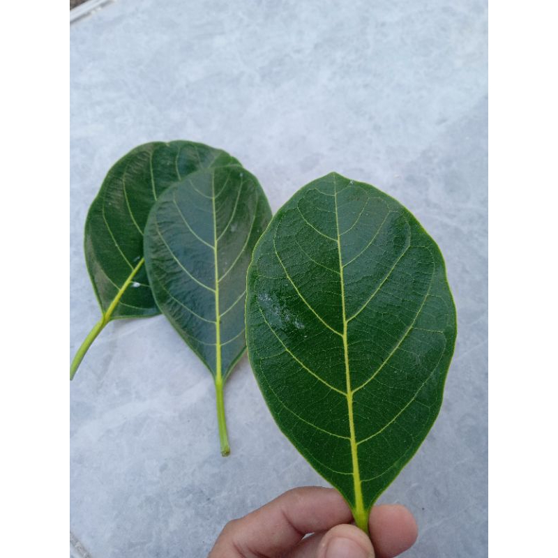 

Daun nangka segar 100% ori perlembar