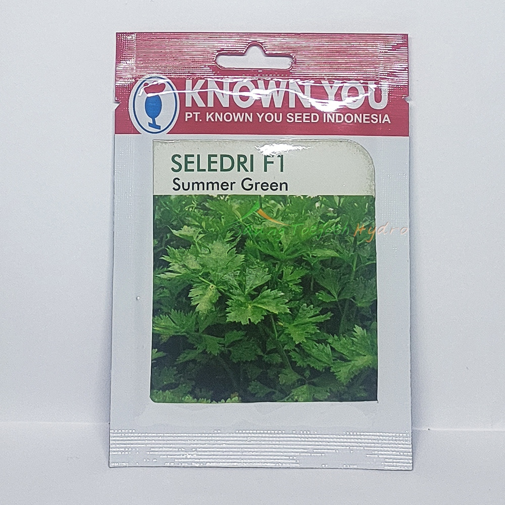 Benih Seledri Summer Green Known you seed kys