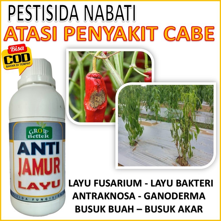 Fungisida Obat Pembasmi Jamur Akar Tanaman Penyebab Busuk Akar Layu Fusarium Pada Cabe Tomat Terong