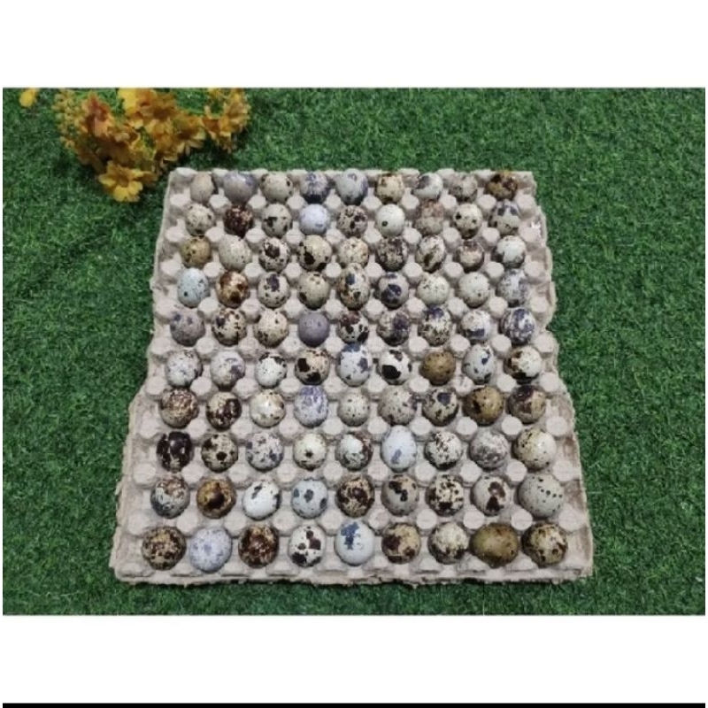 

Tapuy ( Telur Puyuh) Untuk Ikan