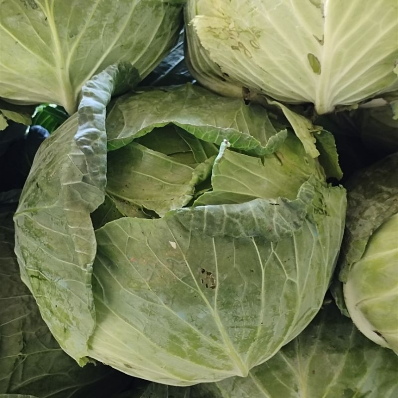 

sayur kobis segar 1 kg