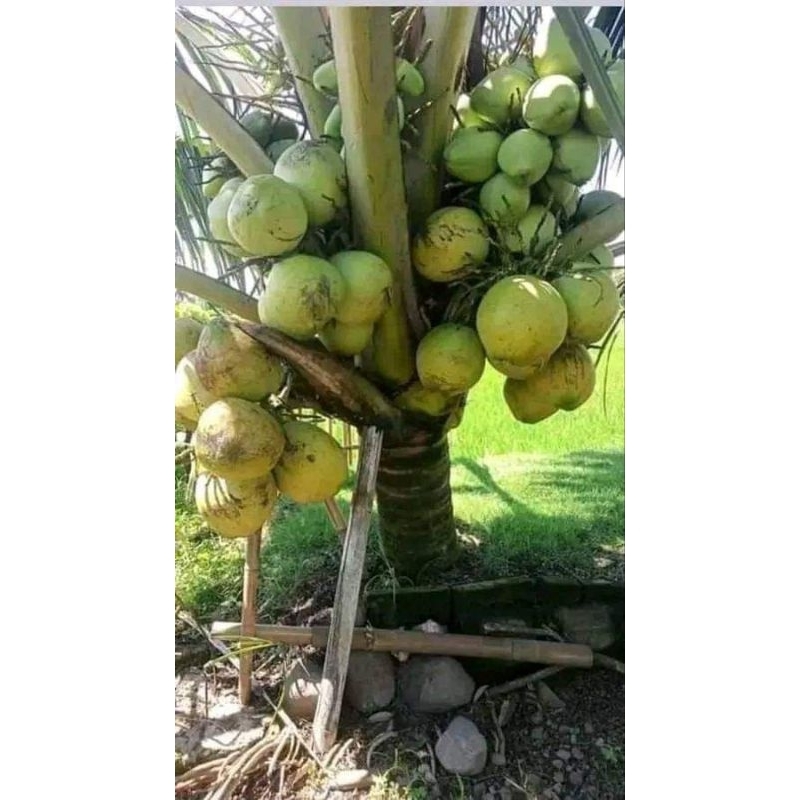 Bibit Kelapa Genjah Raja, Bibit Kelapa Genjah Hijau, Bibit Kelapa Genjah Pandan Wangi