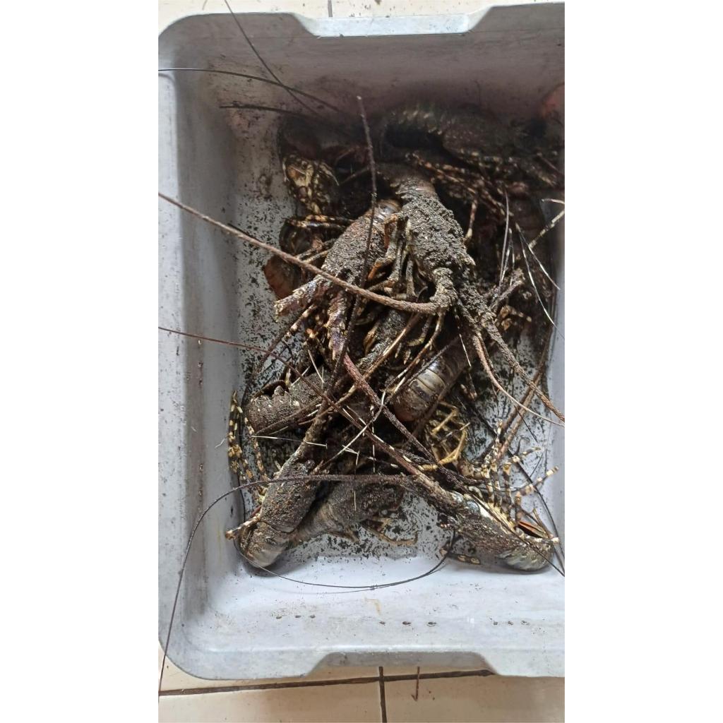 

Lobster Frozen 1Kg (isi 7-10)