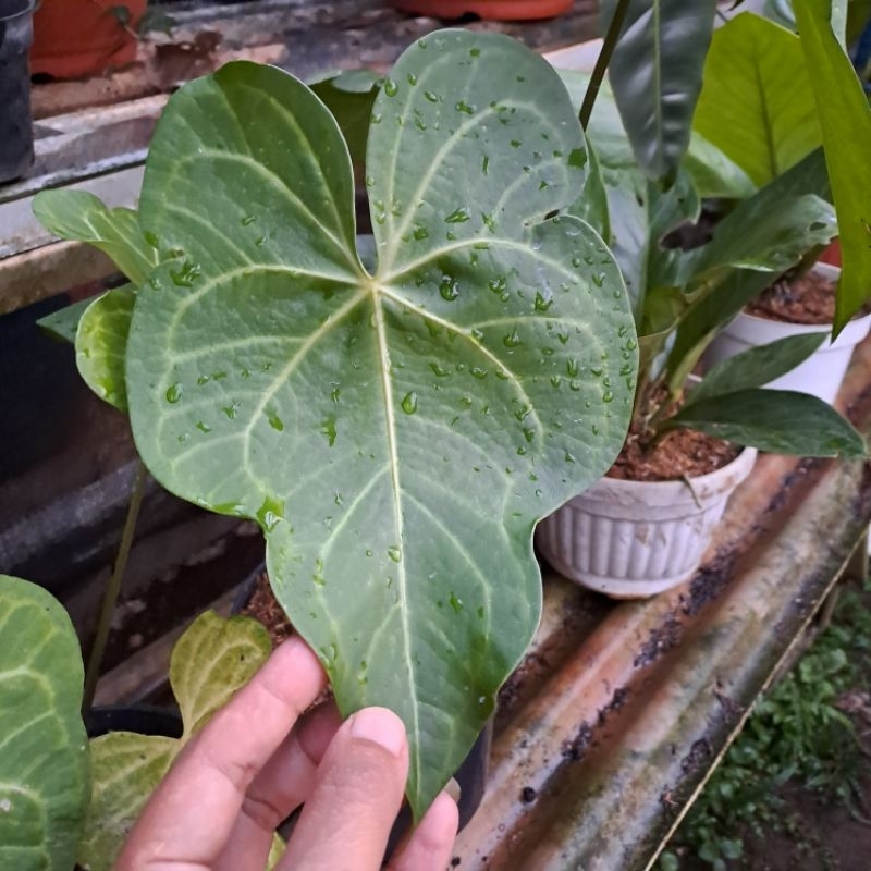 Anthurium Clary hybrid (Anthurium Kalong)
