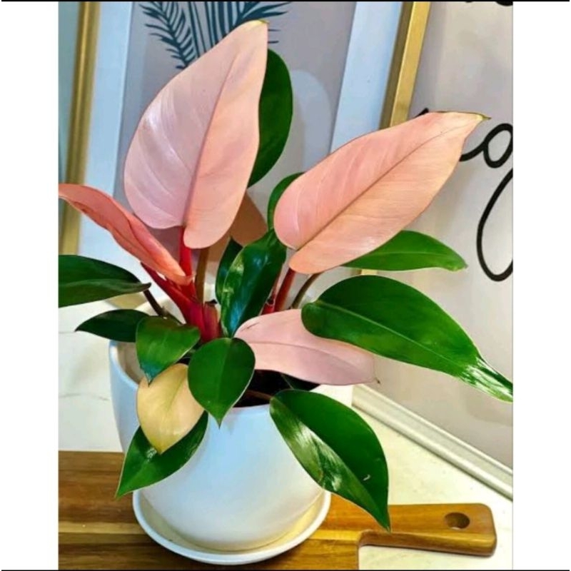 ( PROMO BISA COD ) Tanaman Hias Pink Congo Princes - Tanaman Philodendron Pink Princess - Tanaman Hi