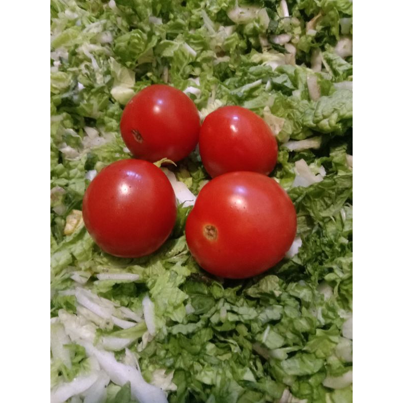 

termurah 1kg tomat segar