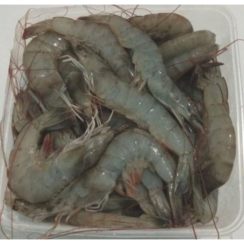 

Udang Vanamei berat 1kg