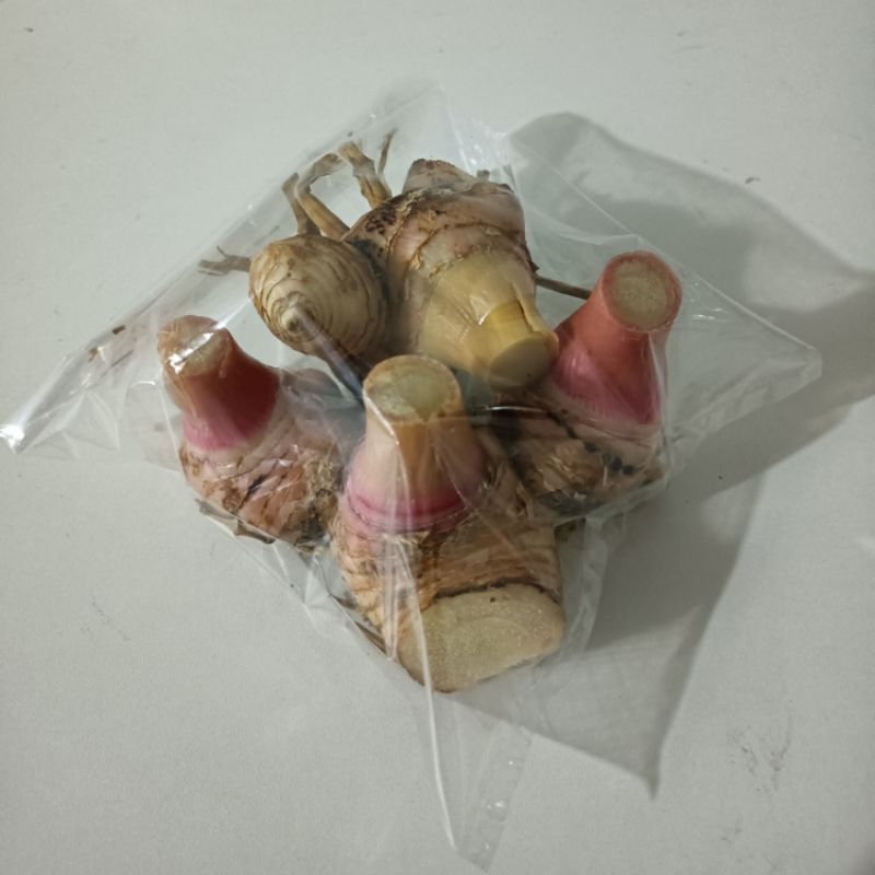 

LENGKUAS SEGAR LAOS SEGAR