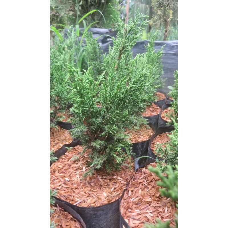 Cemara Sargenti Itoigawa Shimpaku Iotigawa (Juniperus chinensis 'Iotigawa')