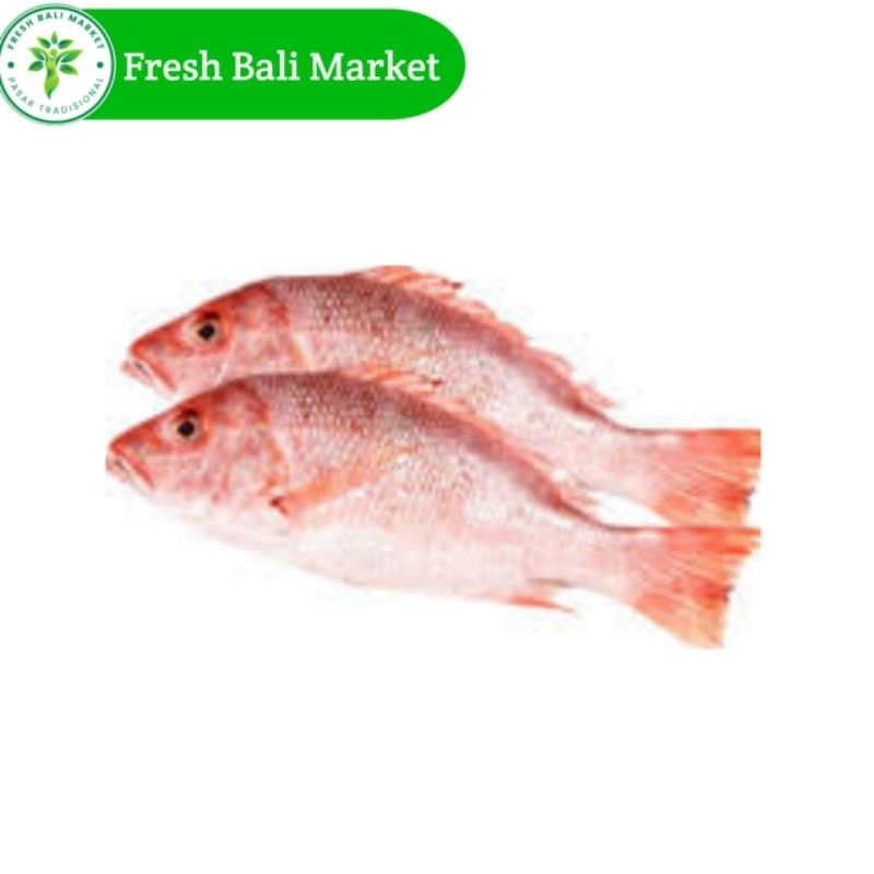 

ikan jangki merah fresh