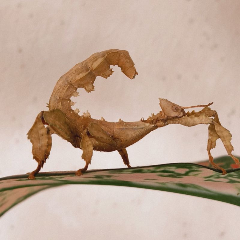 Belalang tongkat Australia / Stick insect Australia EXTATOSOMA TIARATUM