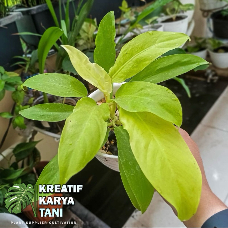 Tanaman sirih gading lemon centong - Philodendron lemon centong