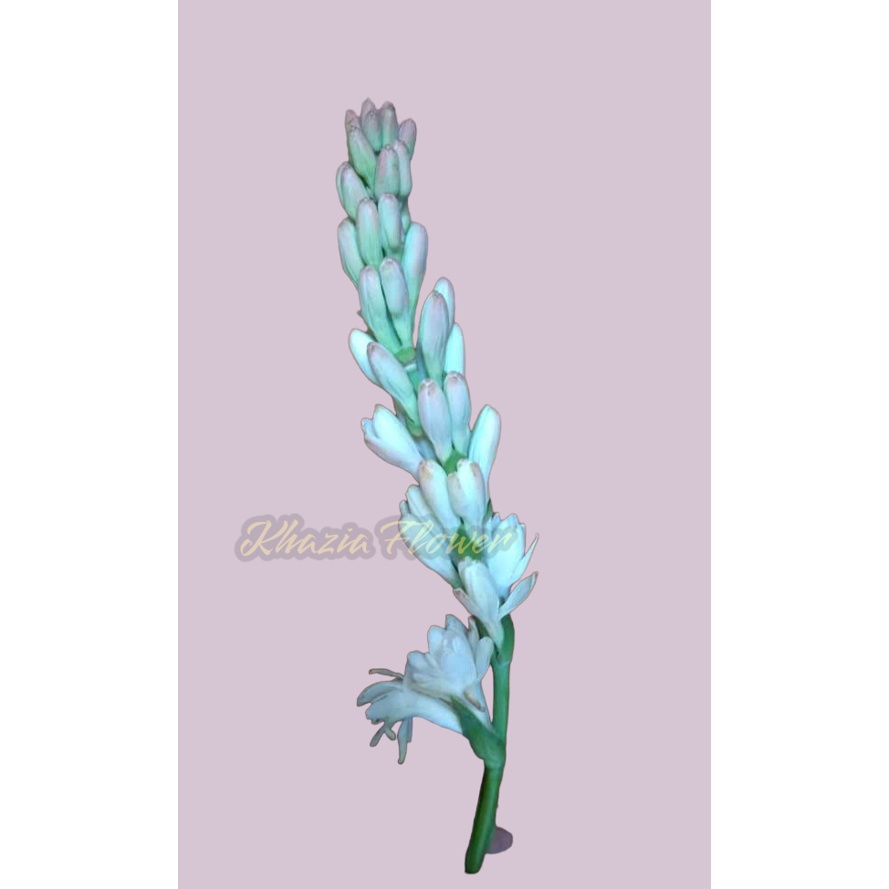 Bunga Sedap Malam Tangkai Bunga Asli Wangi Segar