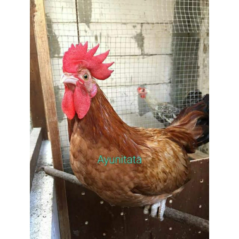 

Telur Ayam kampung Petelur ELBA untuk di tetaskan