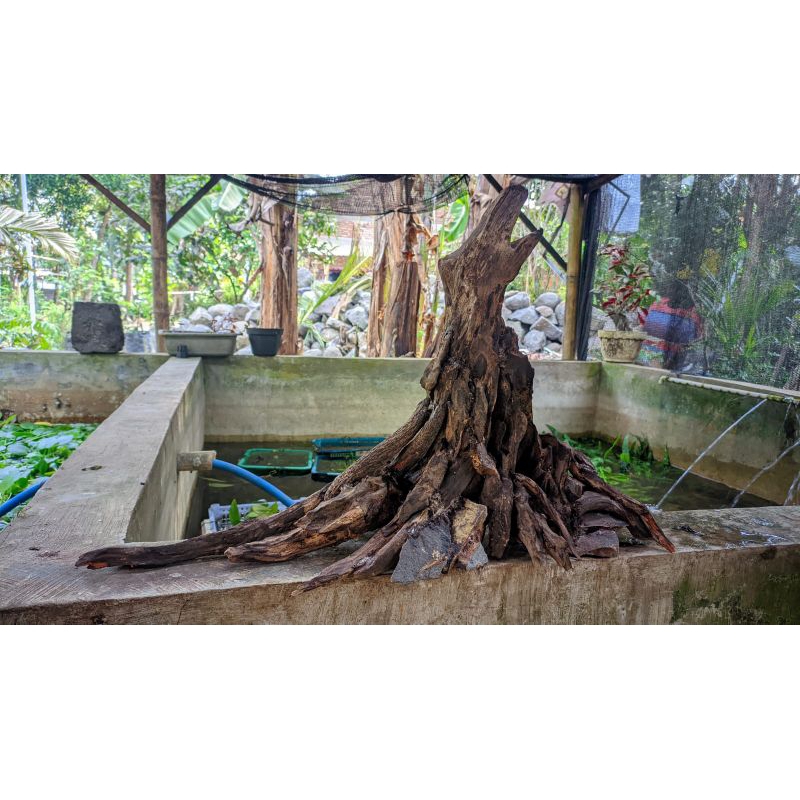 HARDSCAPE KAYU AQUASCAPE JUMBO IKAN PREDATOR / CHANNA