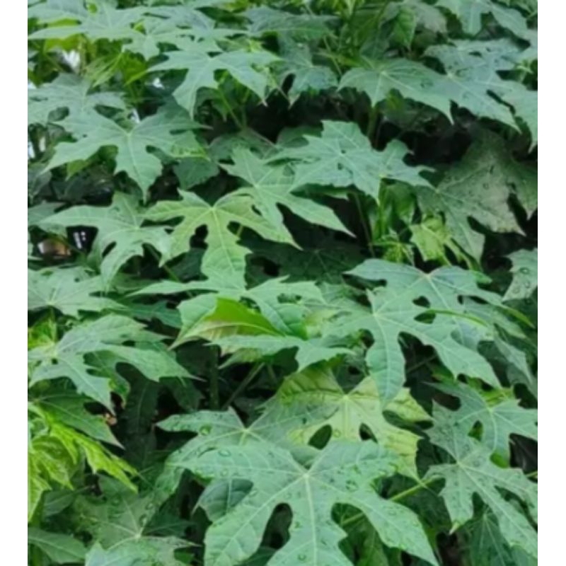 

Daun pepaya jepang segar daun kendi