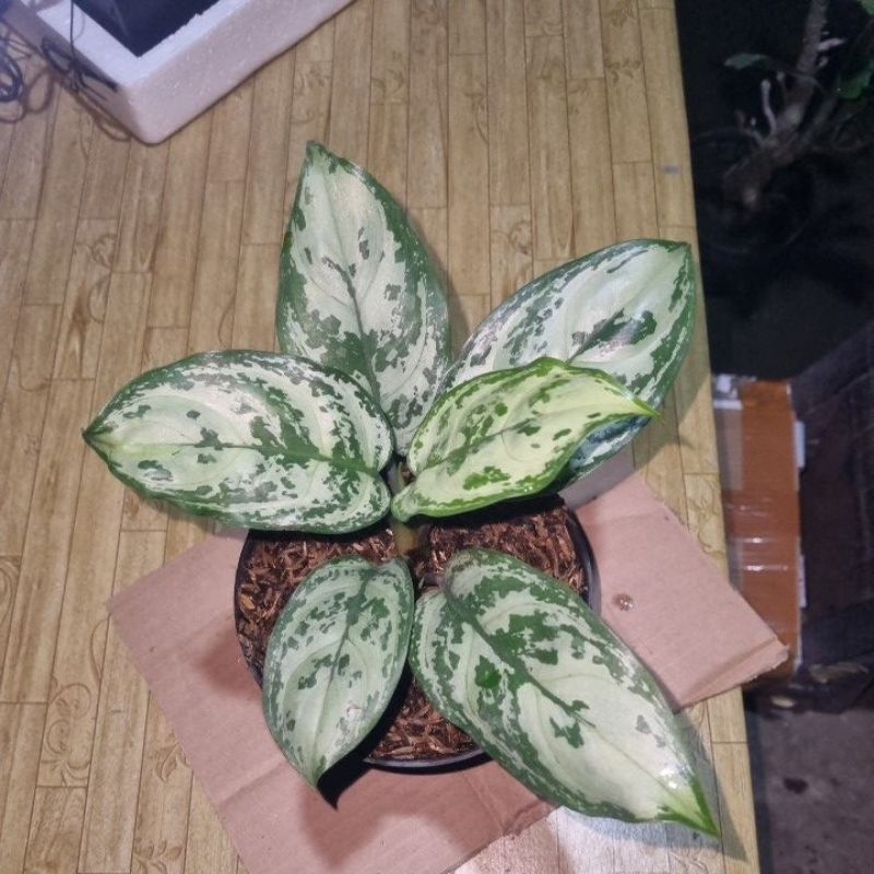 aglonema green compacta